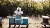 Keeping Bees and Harvesting Honey