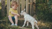 Raising Goats on Your Homestead