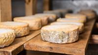 Milking Goats and Making Cheese