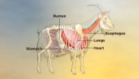 Processing and Butchering Goats for Meat