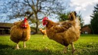 Raising Chickens on Your Homestead