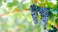Grapevines and Small Vineyards