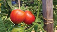Vegetable Gardening Made Easy