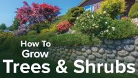 How to Grow Anything: Make Your Trees and Shrubs Thrive