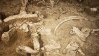 Fossils and Catastrophism