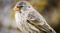 Gene Flow versus Natural Selection