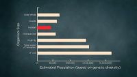 Genetic Drift: When Evolution Is Random
