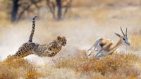 Coevolution: Peace Accords and Arms Races