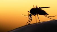 Evolutionary Medicine