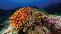 Beaches, Estuaries, and Coral Reefs