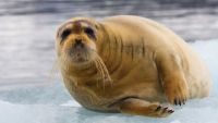 Life in Polar and Deepwater Environments