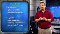 Phytoplankton and Other Autotrophs