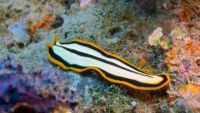 Invertebrate Life in the Ocean