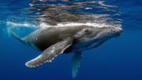 An Overview of Marine Vertebrates