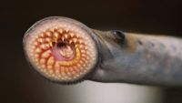 Fish: The First Vertebrates