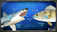 Sharks and Rays