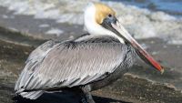 Marine Reptiles and Birds