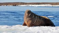 The Taxonomy of Marine Mammals