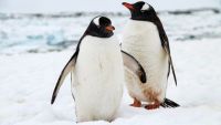 How Animals Adapt to Ocean Temperatures
