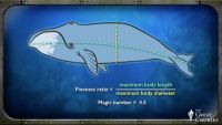 Mammalian Swimming and Buoyancy