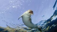 Adaptations for Diving Deep in the Ocean