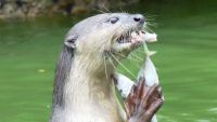 Food and Foraging among Marine Mammals