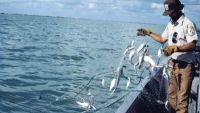 Marine Mammal Interactions with Fisheries