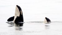 Behavior and Sociality in Marine Mammals