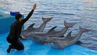 Intelligence in Marine Mammals