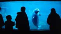 The Charismatic Megavertebrates