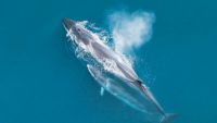The Great Whale Hunt