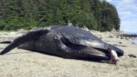 Marine Mammal Strandings