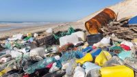 The Urban Ocean: Human Impact on Marine Life