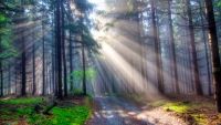 How Teleological Argument Works (continued)