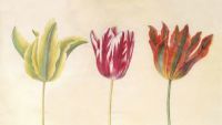 The Tulip Bubble