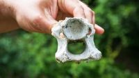 HS - Fossils: True Origins and Strange Stories