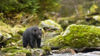 Basics for Wilderness Safety