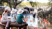 The Evolution of the Modern Safari