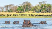 Safaris in Southern Africa