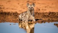 African Predators