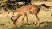African Herbivores and Antelopes