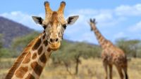 Giants of the African Bush