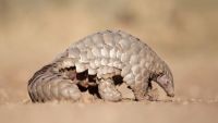 Africa’s Small Mammals