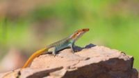 Africa’s Reptiles and Amphibians