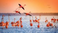 Key Birds of Africa