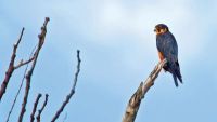 Top Birding Spots of Southern and East Africa