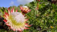 Africa’s Trees, Plants, and Flowers