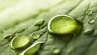 Why Water Is Essential for Life