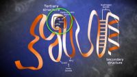 From Peptide Bonds to Protein Structure