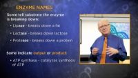 Enzymes’ Amazing Speed and Specificity